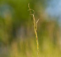 Ein Halm steht im Grünen