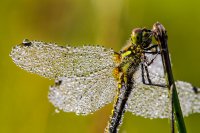 Dragonfly Morning