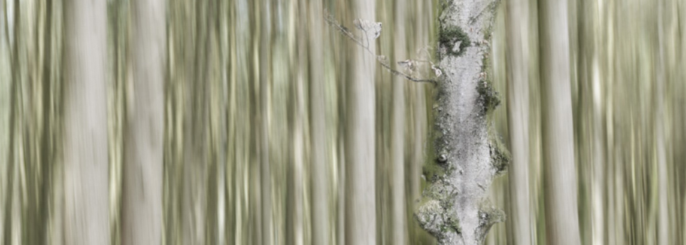 © by Irmi Wurdack